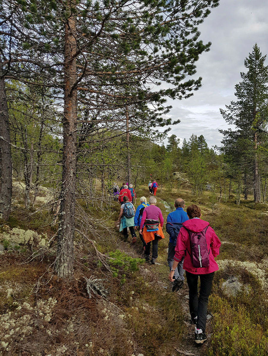 Flott skogsterreng å gå i.