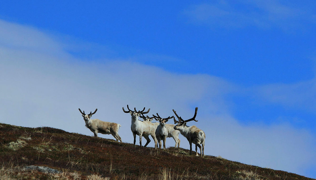 Områdene rundt Haukeliseter, med Hardangervidda i nord og Setesdal Ryfylke i sør-øst, er blant de største og fremste villreinområdene vi har i landet
