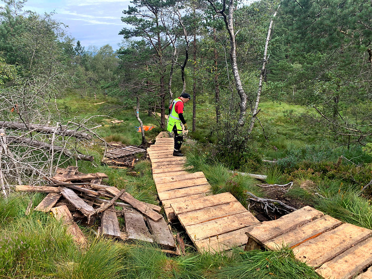 Klopping Damsgårdsfjellet.