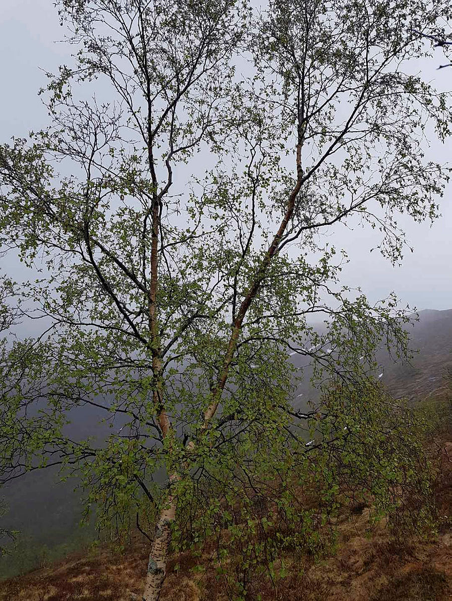 Grønt og fint i høgda og.
