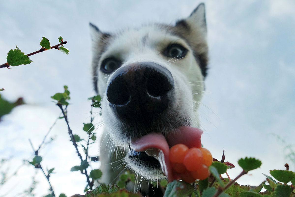 Huskyen Bris, også gjen som multetyven, har gjort bærplukkinga vanskelig for matmor.