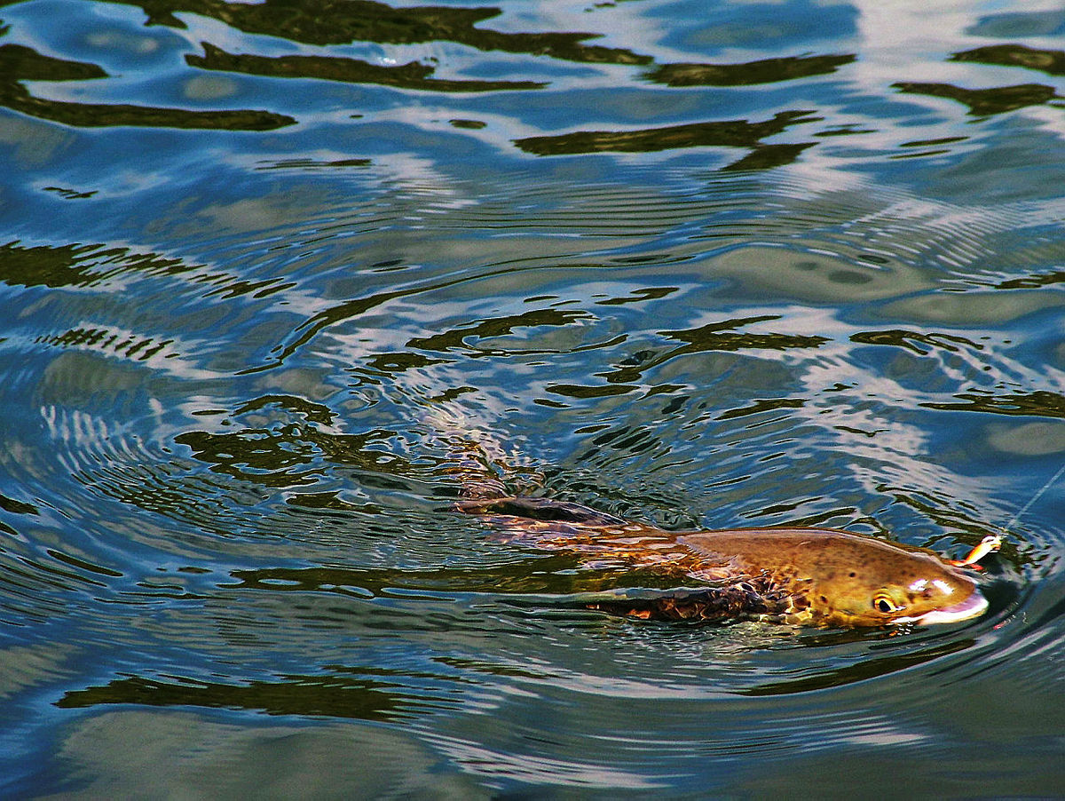 Fiskelykke ved Ståvatn v/Haukeli.