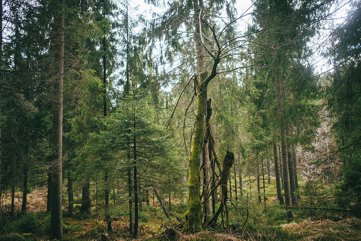 Trolsk skog på Mellomkollen.