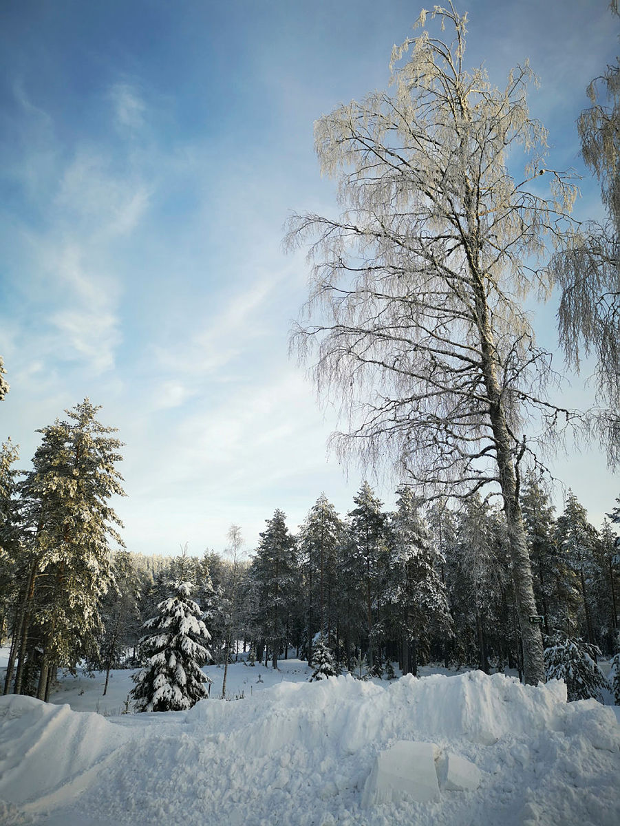 Synstolking: Bildet viser trær med frost på og snø på bakken.