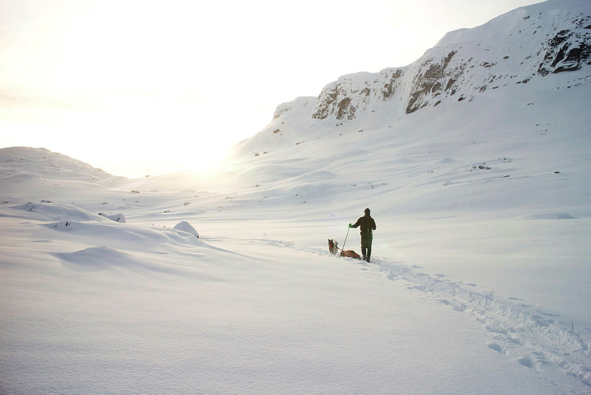 Alaskan malamuten Cleo og matfar på skitur med pulk på Haukelifjell.