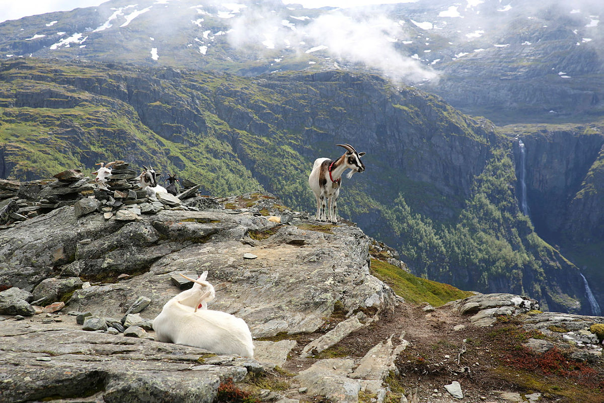Denne turen tar deg gjennom nasjonalromantisk landskap hvor selv geitene setter pris på utsikten.