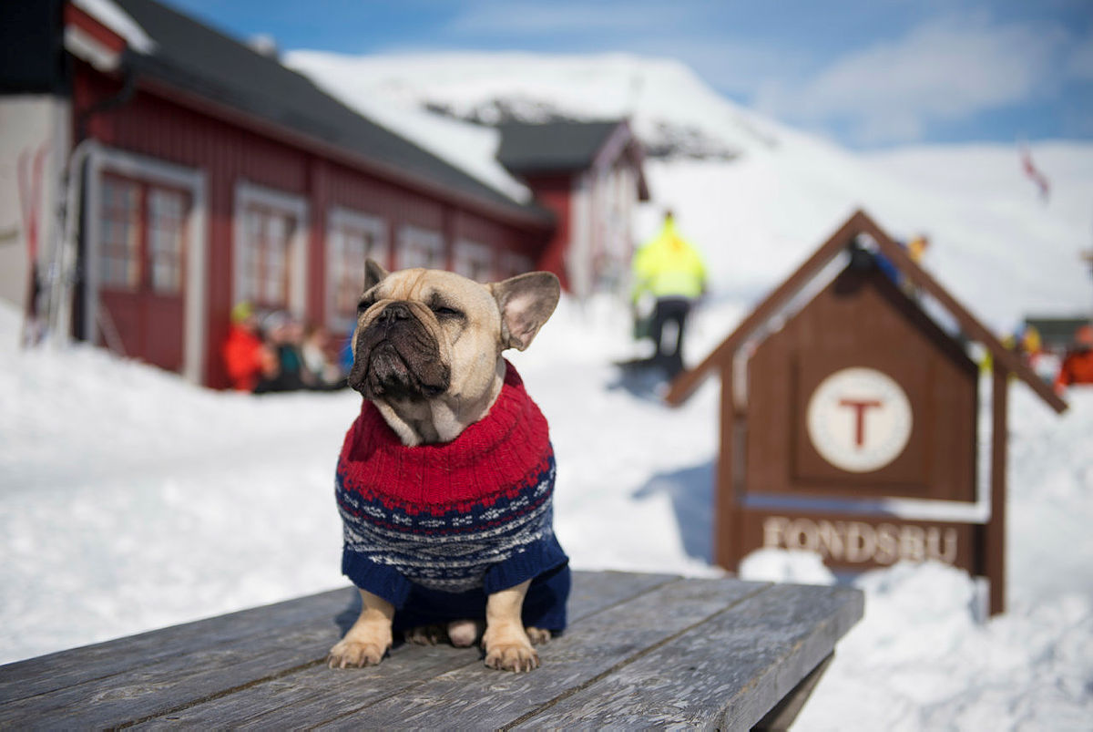 Påsken 2015 tok byhunden Einar the Frenchie turen til fjells for vise andre byhunder og - folk hvordan man enkelt kan forberede seg på en påske i fjellet.