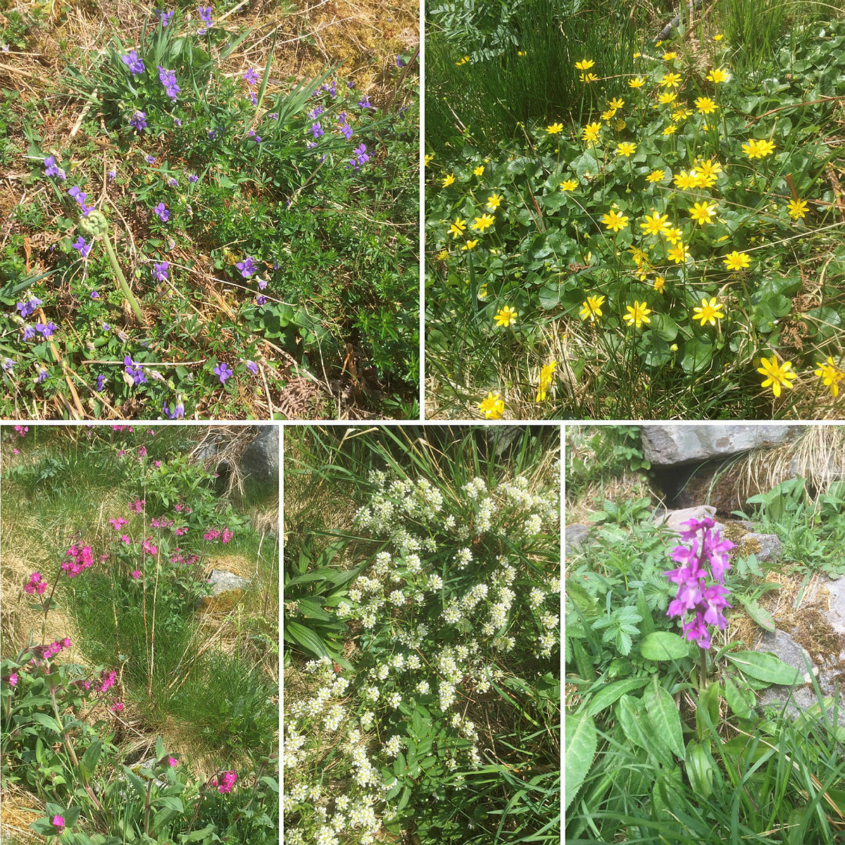 Litt av blomster floraen vi nyter synet av på turen.