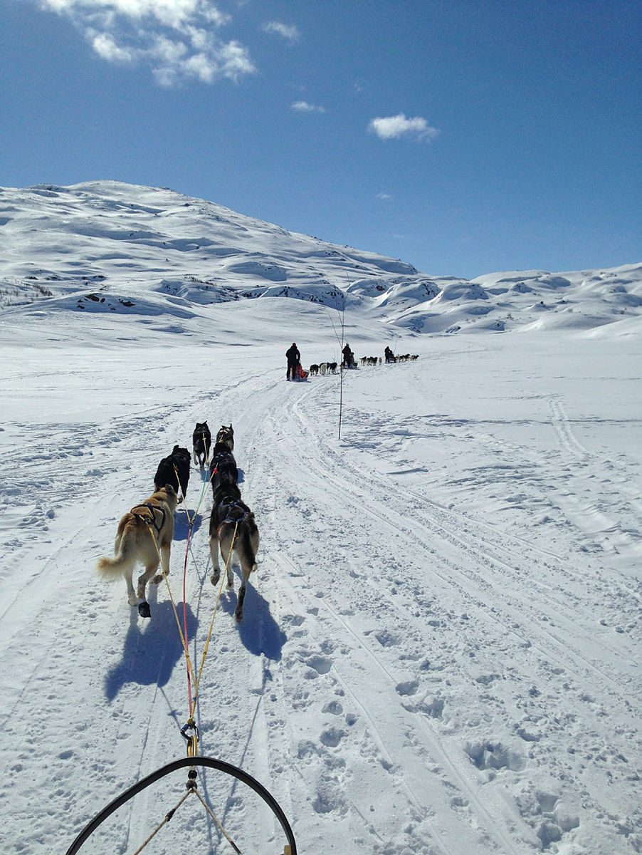 Hundespann foran slede i snødekket vinterlandskap