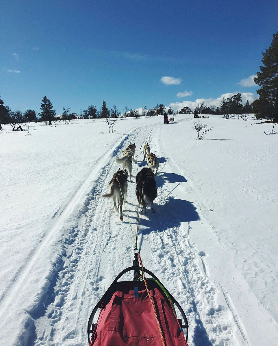 Hundekjøring pÂ Renåfjellet, en solfylt dag i påsken 2016. Bildet tatt med iPhone. Hilsen Mads Nordsveen | Bilder fra DNTs fotokonkurranse-runder i 2016.