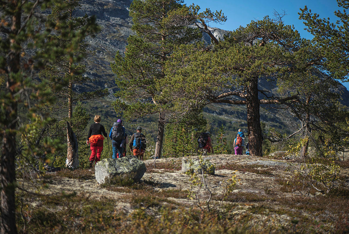 Idyllisk skog langs Røykjeskålvatnet.