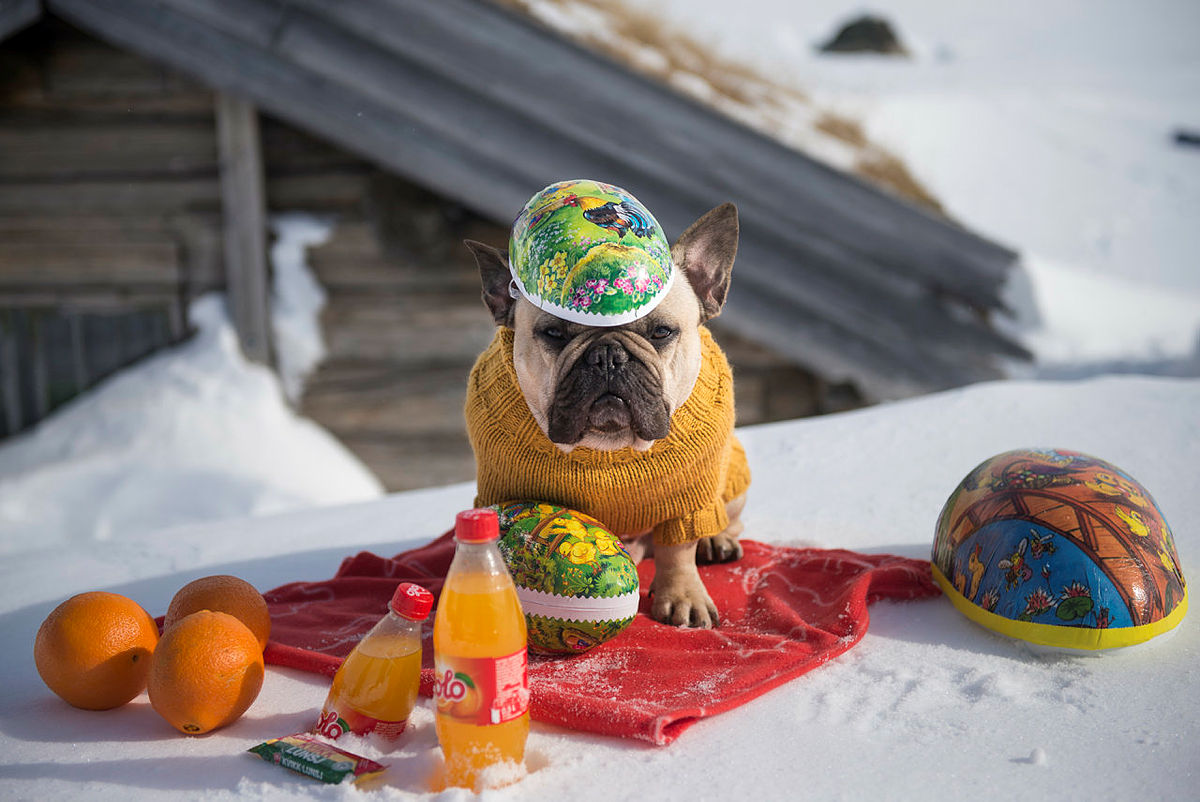 Påsken 2015 tok byhunden Einar the Frenchie turen til fjells for vise andre byhunder og - folk hvordan man enkelt kan forberede seg på en påske i fjellet.