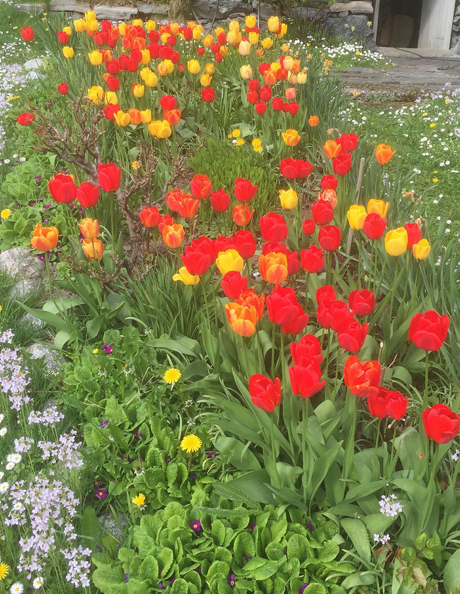 Tulipaner på Indre Fure.